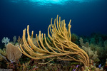Octocorallia