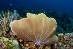 Octocorallia