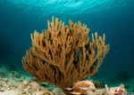 Alcyonacea