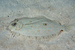 Pleuronectiformes