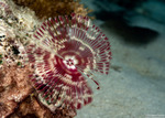 Anamobaea