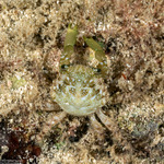 Malacostraca