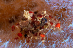Epialtidae