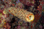 Porifera