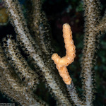 Didemnidae