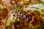 Blenniiformes