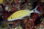 Haemulidae