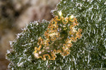 Sacoglossa