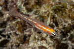 Coryphopterus