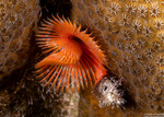 Annelida