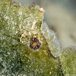 Cnidaria