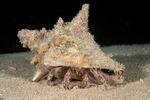 Diogenidae