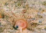 Limidae
