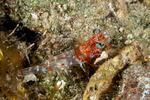 Dendrobranchiata