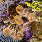 Annelida