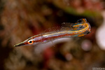 Chaenopsidae