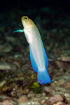 Opistognathidae