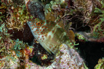 Centrarchiformes