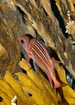 Holocentridae