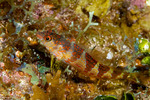 Blenniiformes