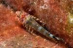 Blenniiformes