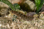 Labrisomidae