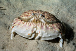 Calappoidea