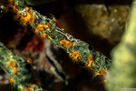 Cnidaria