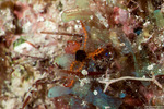 Asterozoa