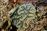 Faviidae