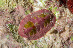 Mopalioidea