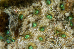Hexacorallia