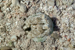 Unipeltata