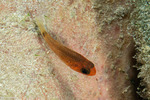 Apogonidae