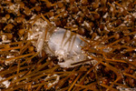 Pinnotheridae