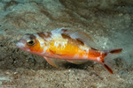 Serraninae