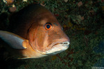 Lutjanidae
