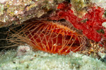 Mollusca