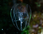 Ctenophora