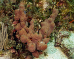 Verongimorpha