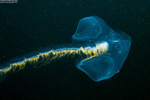 Siphonophorae