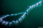Siphonophorae