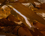 Nereidiformia