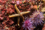 Asteriidae