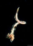 Cirratulidae