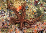 Ophiopteris