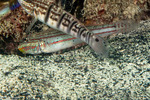 Gobiiformes