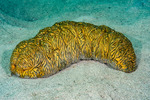 Stichopus