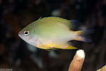 Chrysiptera