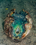 Tridacna